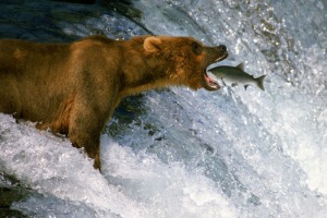 bear_eating_fish
